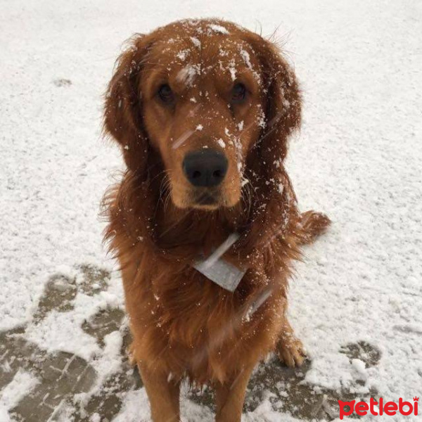 Golden Retriever, Köpek  Toprak fotoğrafı
