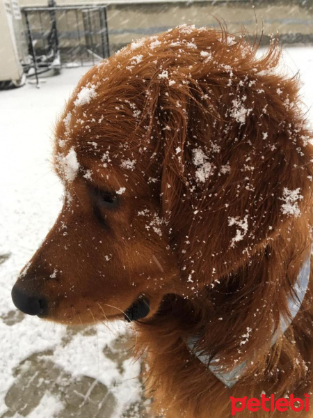 Golden Retriever, Köpek  Toprak fotoğrafı