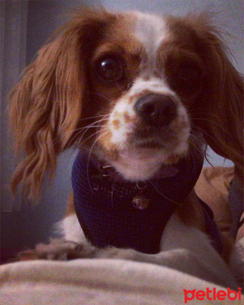 King Charles Spaniel, Köpek  Mona fotoğrafı