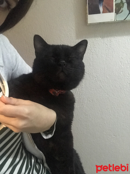 Soke, Kedi  Artemis fotoğrafı