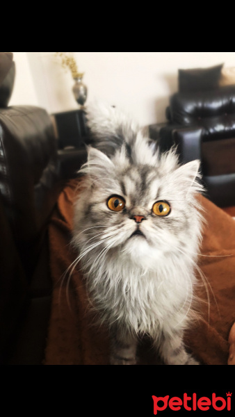 İran Kedisi (Persian), Kedi  Mia fotoğrafı