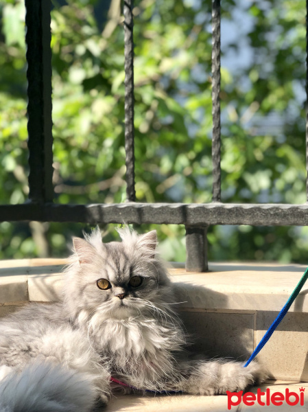 İran Kedisi (Persian), Kedi  Mia fotoğrafı