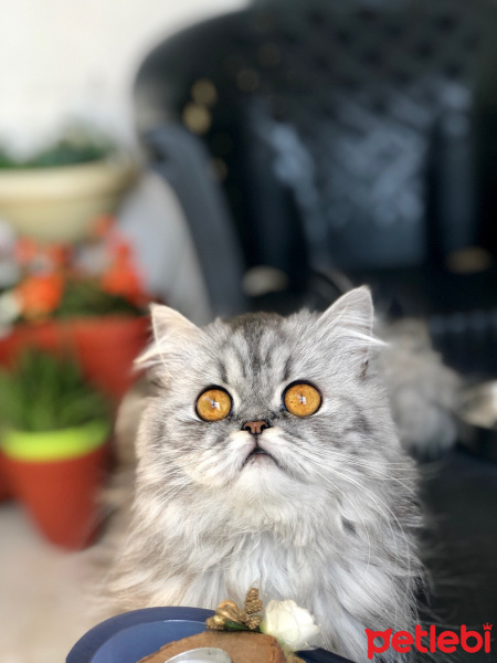 İran Kedisi (Persian), Kedi  Mia fotoğrafı