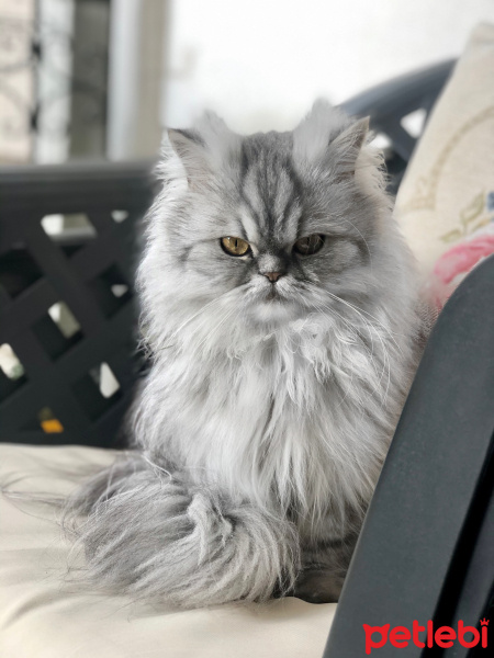 İran Kedisi (Persian), Kedi  Mia fotoğrafı