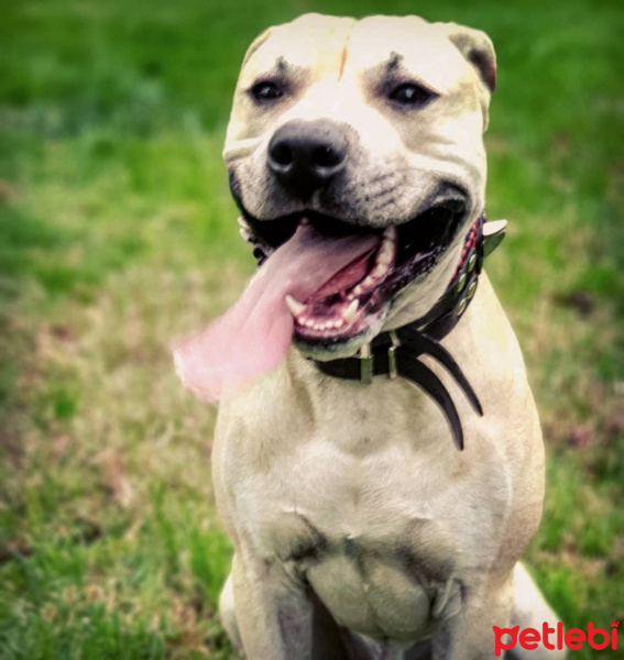 Amerikan Pitbull Terrier, Köpek  Bambam fotoğrafı