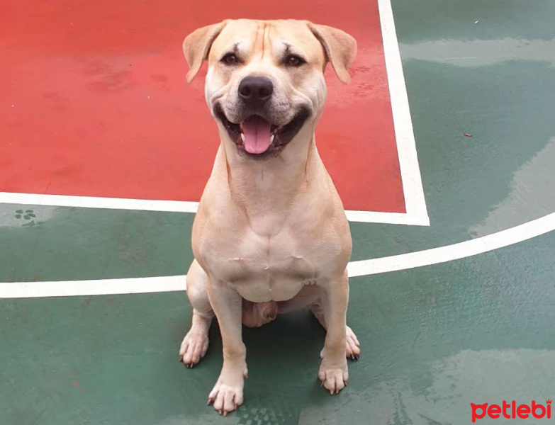 Amerikan Pitbull Terrier, Köpek  Bambam fotoğrafı