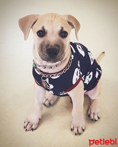 Amerikan Pitbull Terrier, Köpek  Bambam fotoğrafı