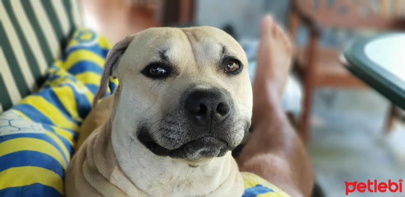 Amerikan Pitbull Terrier, Köpek  Bambam fotoğrafı