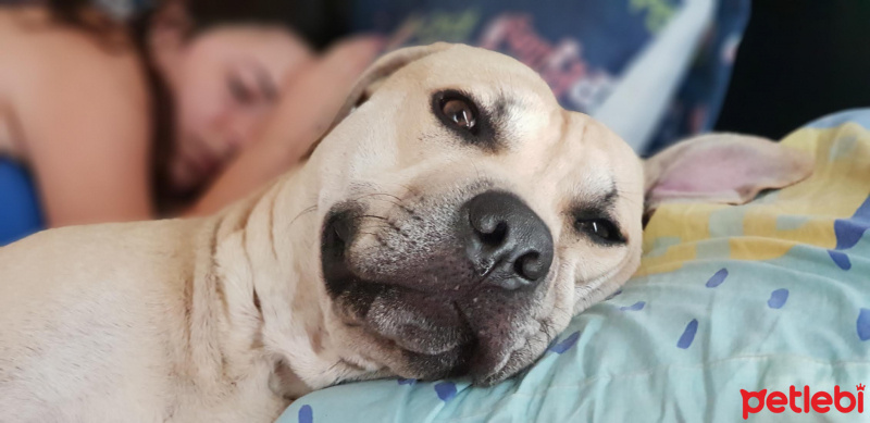 Amerikan Pitbull Terrier, Köpek  Bambam fotoğrafı