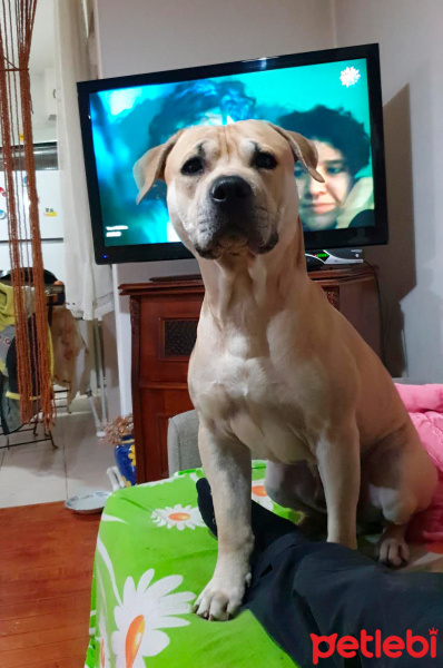 Amerikan Pitbull Terrier, Köpek  Bambam fotoğrafı