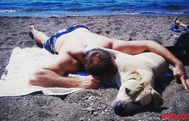 Amerikan Pitbull Terrier, Köpek  Bambam fotoğrafı