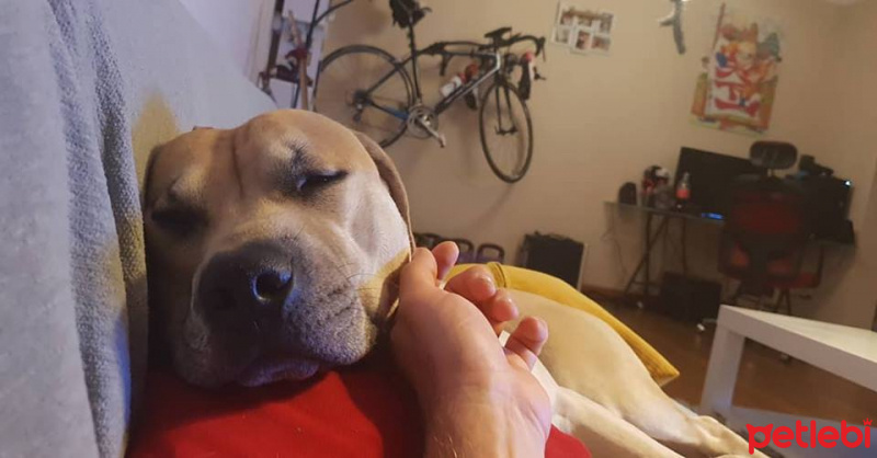 Amerikan Pitbull Terrier, Köpek  Bambam fotoğrafı
