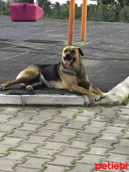 Sokö (Sokak Köpeği), Köpek  Daisy fotoğrafı