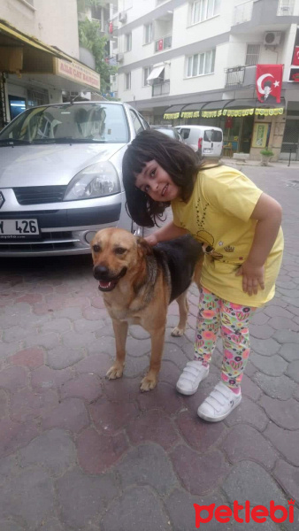 Sokö (Sokak Köpeği), Köpek  Daisy fotoğrafı