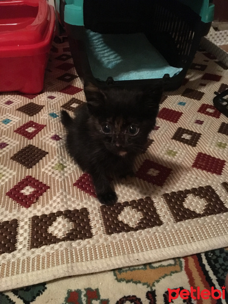 Tekir Kedi, Kedi  Acilen yuva:( fotoğrafı