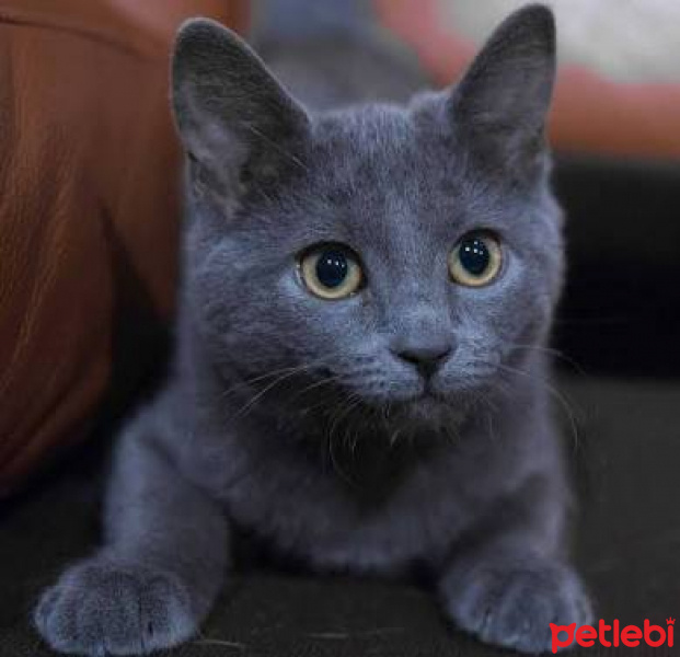 Korat, Kedi  çarpa fotoğrafı