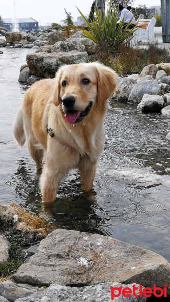 Golden Retriever, Köpek  Çakıl fotoğrafı