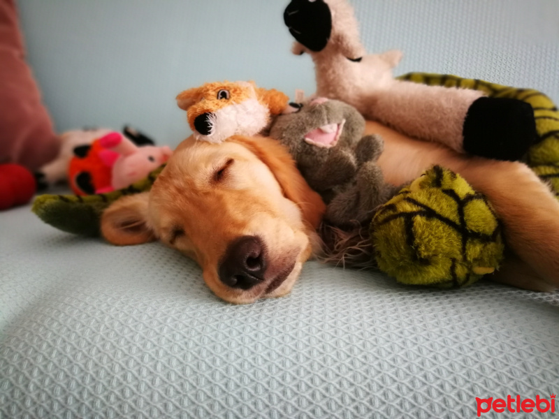 Golden Retriever, Köpek  Çakıl fotoğrafı