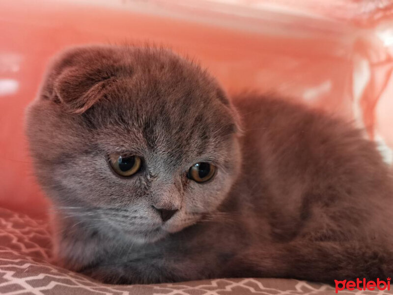 Scottish Fold, Kedi  Duman fotoğrafı