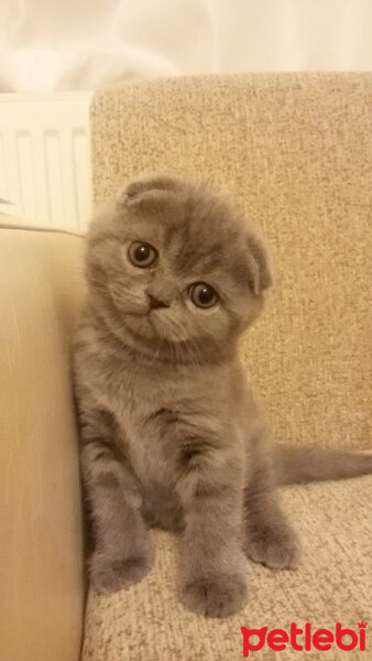 Scottish Fold, Kedi  Duman fotoğrafı