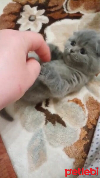 Scottish Fold, Kedi  Duman fotoğrafı