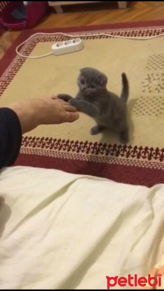 Scottish Fold, Kedi  Duman fotoğrafı