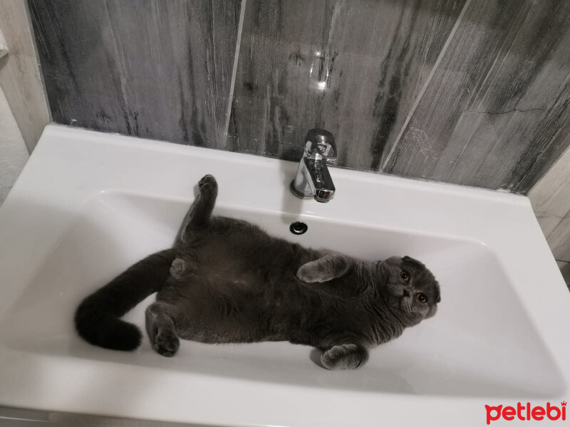 Scottish Fold, Kedi  Duman fotoğrafı