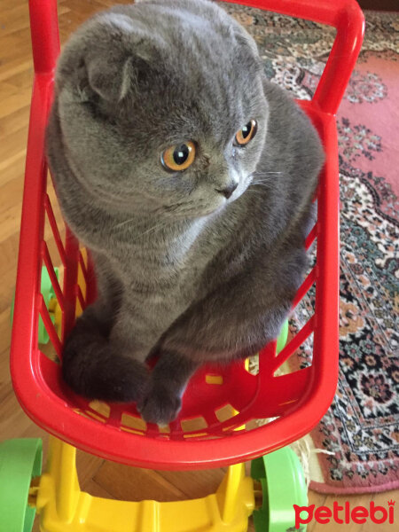 Scottish Fold, Kedi  Duman fotoğrafı