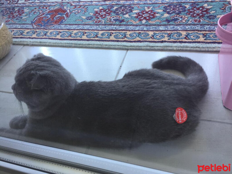 Scottish Fold, Kedi  Duman fotoğrafı