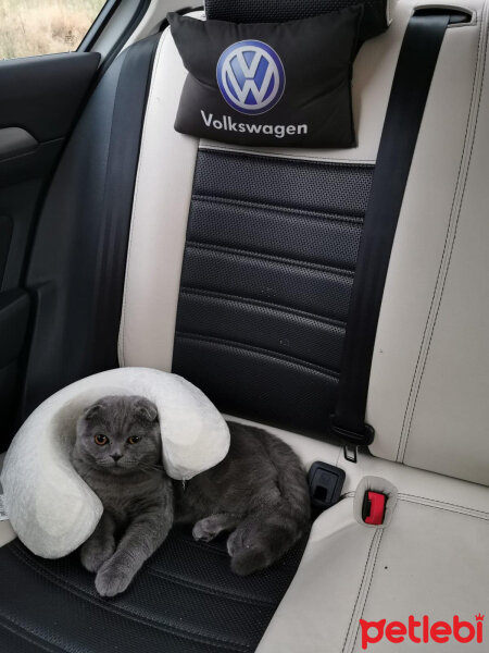 Scottish Fold, Kedi  Duman fotoğrafı