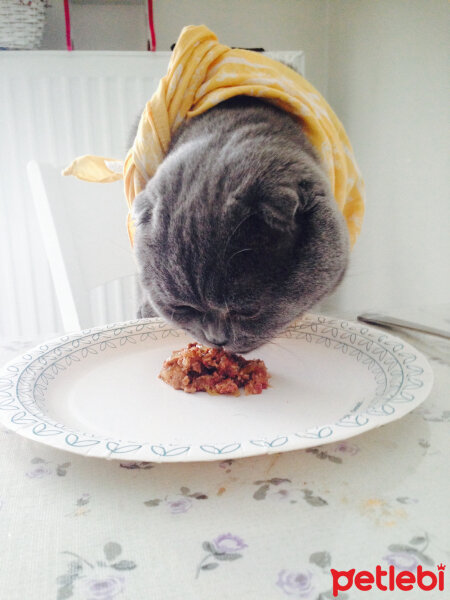 Scottish Fold, Kedi  Duman fotoğrafı