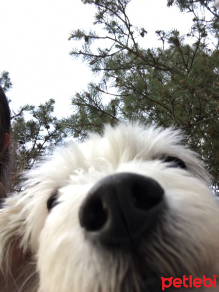 Maltese, Köpek  Banko fotoğrafı