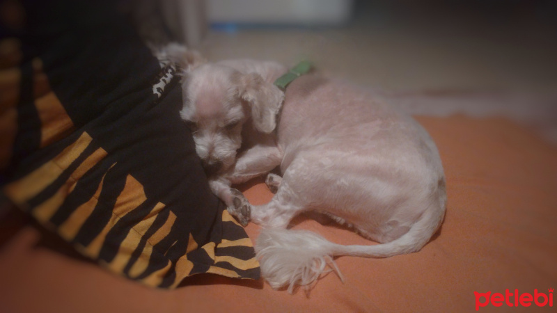 Maltese, Köpek  Banko fotoğrafı