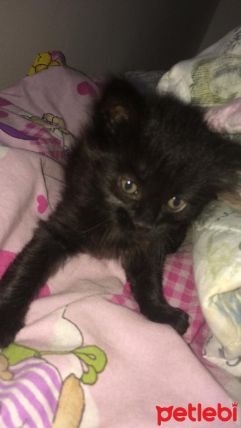 Bombay, Kedi  Adı yok fotoğrafı