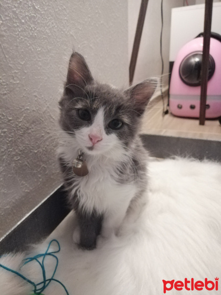 Tekir Kedi, Kedi  Schwa fotoğrafı