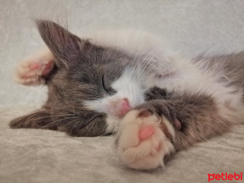 Tekir Kedi, Kedi  Schwa fotoğrafı