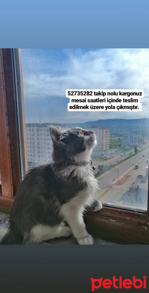Tekir Kedi, Kedi  Schwa fotoğrafı