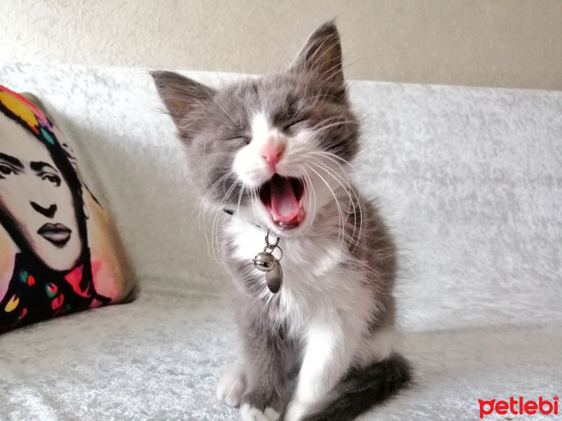 Tekir Kedi, Kedi  Schwa fotoğrafı