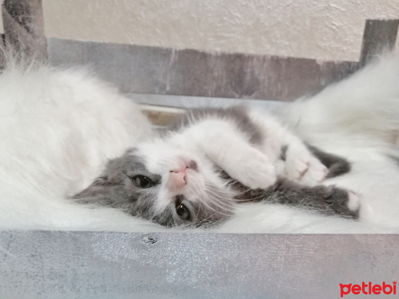 Tekir Kedi, Kedi  Schwa fotoğrafı