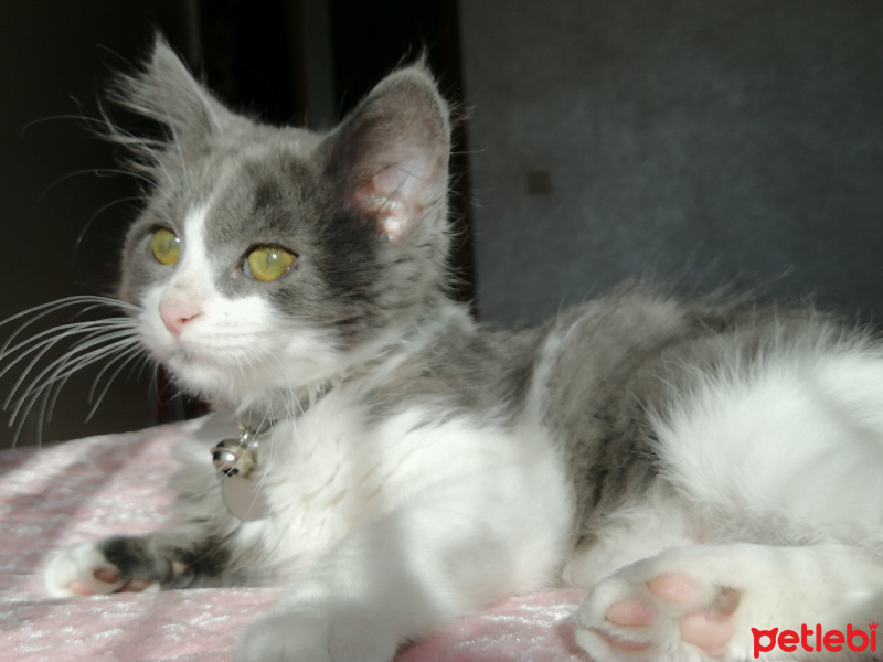 Tekir Kedi, Kedi  Schwa fotoğrafı