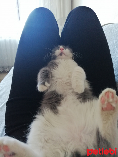 Tekir Kedi, Kedi  Schwa fotoğrafı