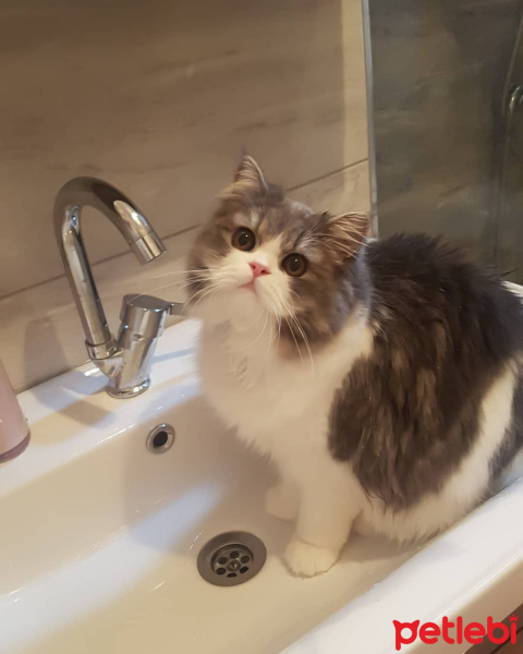 Chinchilla, Kedi  Tedi fotoğrafı