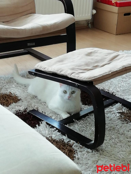 Van Kedisi, Kedi  Pati fotoğrafı