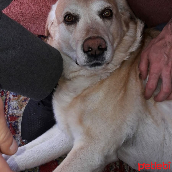 Golden Retriever, Köpek  Oscar fotoğrafı