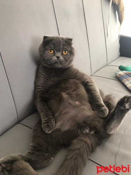 Scottish Fold, Kedi  Ceku fotoğrafı