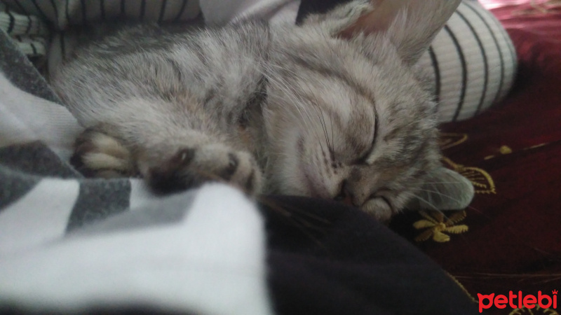 Mavi Rus, Kedi  Minnoş fotoğrafı