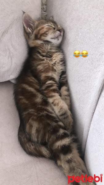 Tekir Kedi, Kedi  Lila fotoğrafı