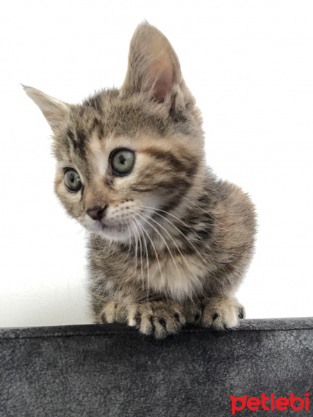 Tekir Kedi, Kedi  Lila fotoğrafı