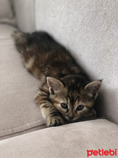 Tekir Kedi, Kedi  Lila fotoğrafı
