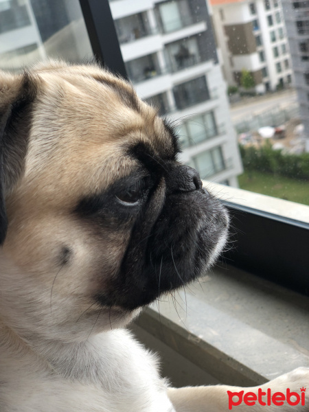 Pug, Köpek  ceku fotoğrafı